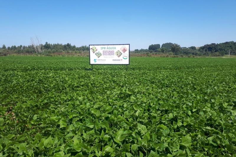IDR-ParanÃ¡ lanÃ§a cultivar de feijÃ£o carioca que possibilita maior tempo de armazenamento