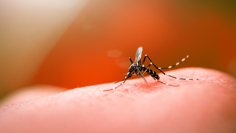 LS: Com alto risco de focos, secretaria de saÃºde convoca populaÃ§Ã£o a   intensificar combate Ã  Dengue