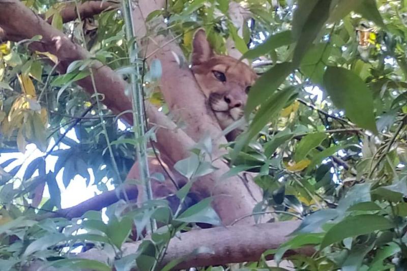 ApÃ³s resgate em Ã¡rea urbana de Engenheiro BeltrÃ£o, IAT solta onÃ§a-parda na mata