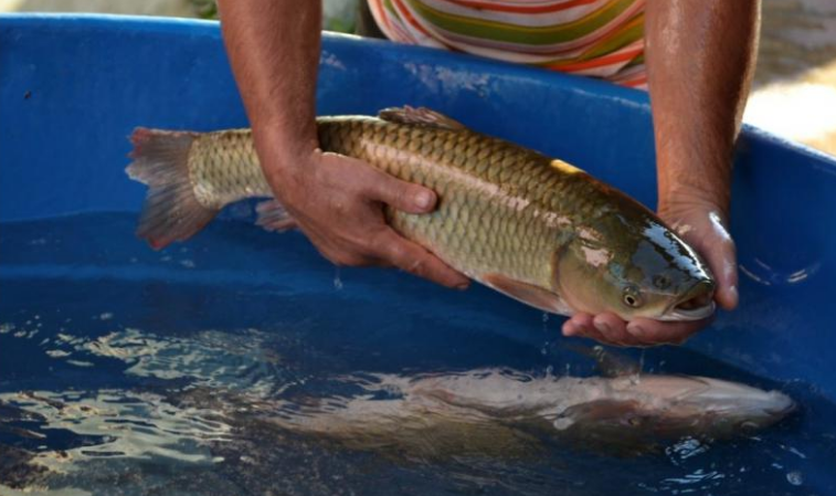 LS: Peixe Lar vai realizar duas ediÃ§Ãµes da Feira do Peixe Vivo nesta semana