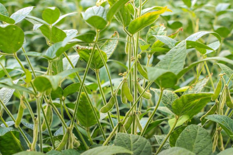IDR-ParanÃ¡ lanÃ§a novos aplicativos para a agropecuÃ¡ria