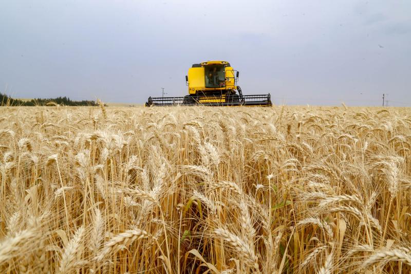 Plantio de trigo comeÃ§a pela regiÃ£o Norte do Estado