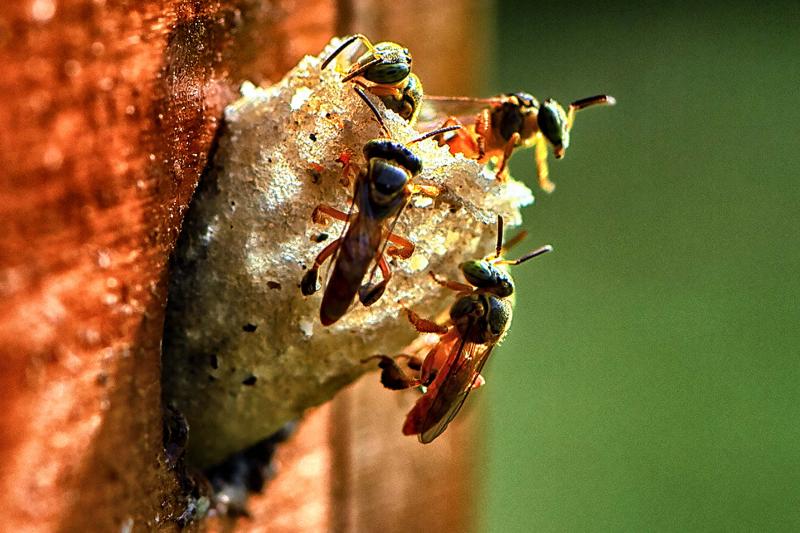 ParanÃ¡ se mantÃ©m no topo da sustentabilidade com ampliaÃ§Ã£o de programas e novas aÃ§Ãµes