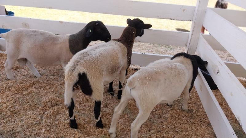 Secretaria de Agricultura no Virmond tem Stand na 4Âª Expovir para expor cabritos