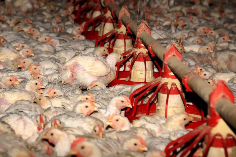 Governos federal e estadual reforÃ§am medidas e alertas contra a gripe aviÃ¡ria