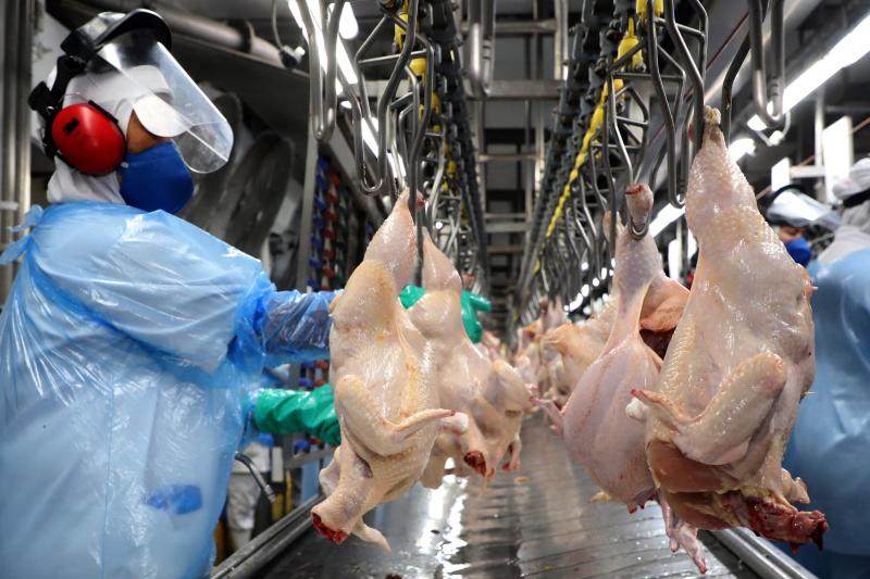 Com 547 milhÃµes de unidades, ParanÃ¡ bate novo recorde trimestral na produÃ§Ã£o de frango