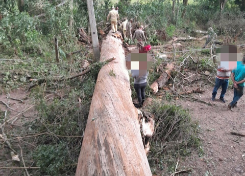 LS: Homem morre apÃ³s ser atingido por Ã¡rvore no Bairro Somensi 