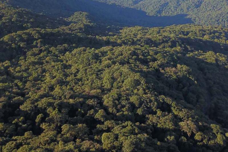 Desmatamento reduziu 42% no ParanÃ¡ em 2022, aponta relatÃ³rio do MapBiomas