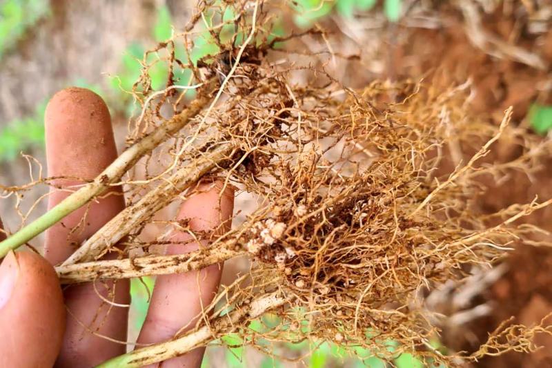 FixaÃ§Ã£o biolÃ³gica de nitrogÃªnio gera lucro e benefÃ­cio ambiental na produÃ§Ã£o de soja, aponta IDR