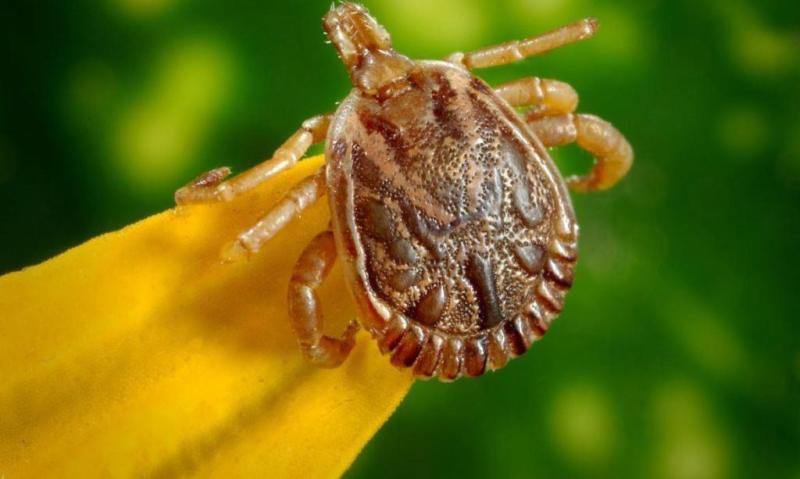 Febre maculosa: ParanÃ¡ concentra todas as mortes da regiÃ£o Sul nos Ãºltimos 10 anos