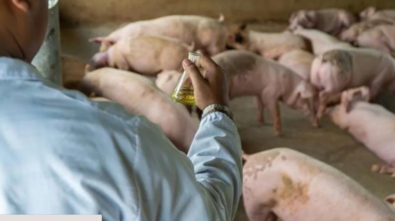 Fiocruz confirma morte por influenza suÃ­na no ParanÃ¡