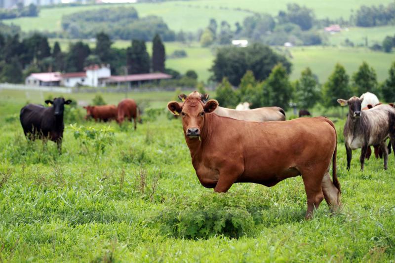 Campanha de AtualizaÃ§Ã£o de Rebanhos do ParanÃ¡ termina nesta sexta-feira