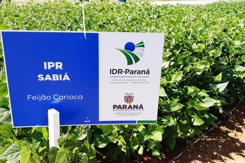 IDR-PR Ã© responsÃ¡vel por duas das cultivares de feijÃ£o mais comercializadas no Brasil
