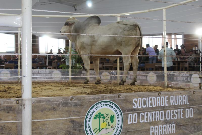 LeilÃµes da Sociedade Rural de Laranjeiras do Sul comercializam mais de 900 animais 