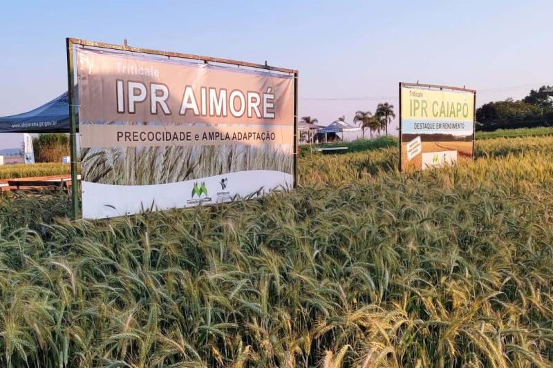 IDR-ParanÃ¡ leva cultivares e orientaÃ§Ãµes tÃ©cnicas ao Show Rural de Inverno em Cascavel