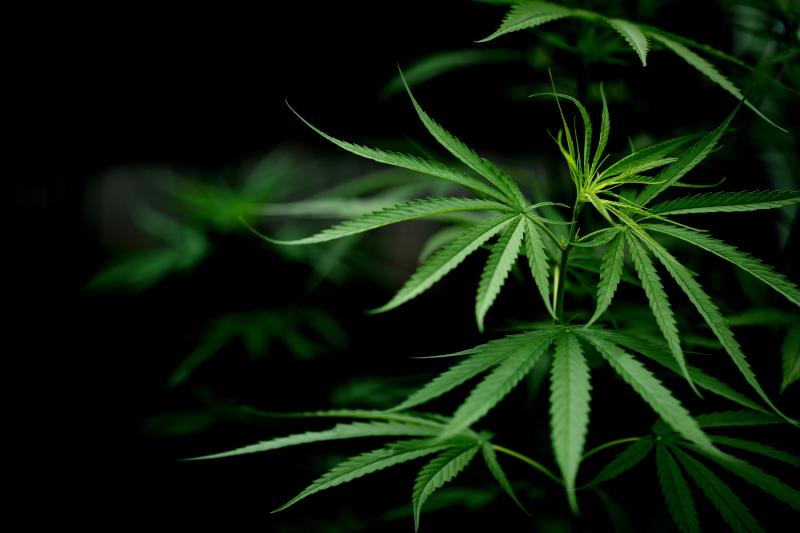 LS: Homem Ã© preso com plantaÃ§Ã£o de maconha no Laranjeiras I