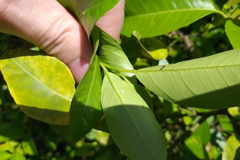 Estado promove grande operaÃ§Ã£o para baixar casos de doenÃ§a em frutÃ­feras 