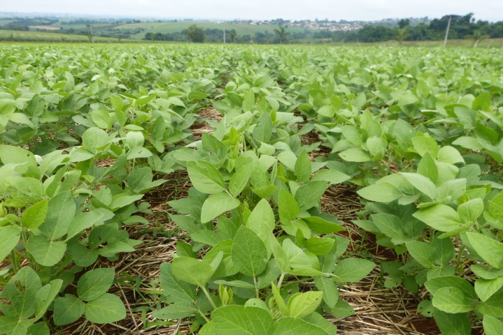 MinistÃ©rio da Agricultura altera calendÃ¡rio de plantio da soja