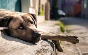 LS: Homem Ã© detido apÃ³s tentar matar cachorro sufocado