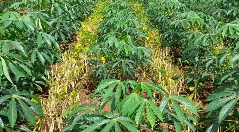 Cultivo consorciado de feijÃ£o com mandioca demonstra alto potencial