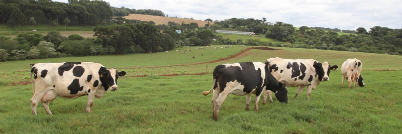 Em meio Ã  crise, produtores de leite travam luta pela sobrevivÃªncia