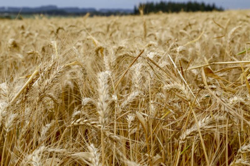 Chuvas causaram mais impacto nas lavouras do Sul do ParanÃ¡, aponta Deral