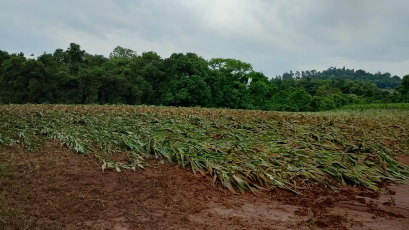 Produtores lamentam prejuÃ­zos ainda imensurÃ¡veis 