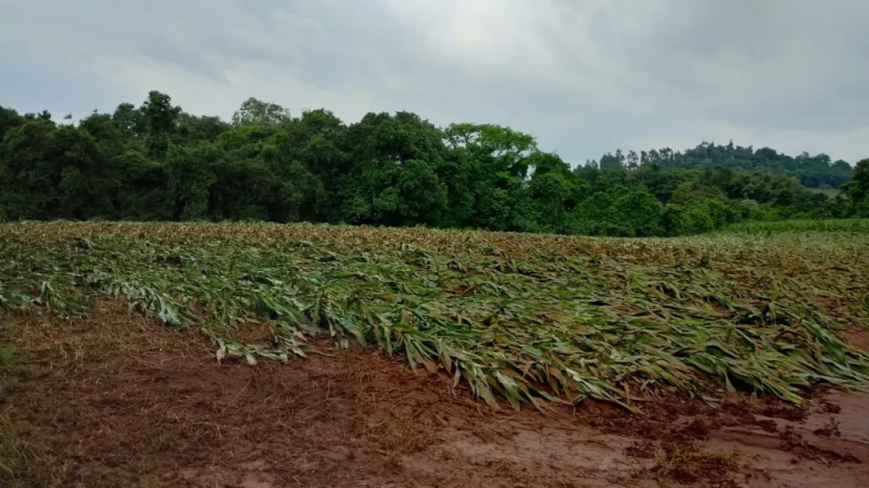 Produtores lamentam prejuízos ainda imensuráveis 