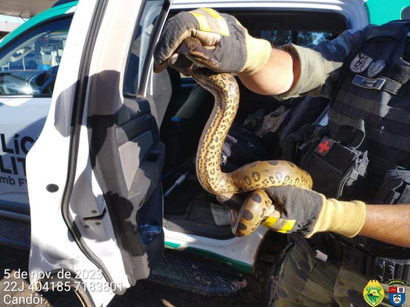 CandÃ³i: Cobra Sucuri Ã© encontrada dentro de veÃ­culo