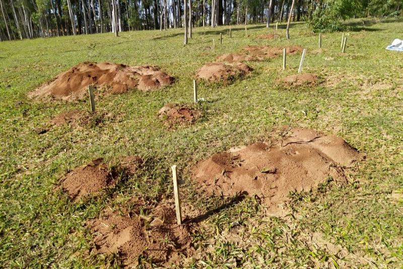 IDR-Paraná intensifica capacitação dos produtores para enfrentar a formiga cortadeira