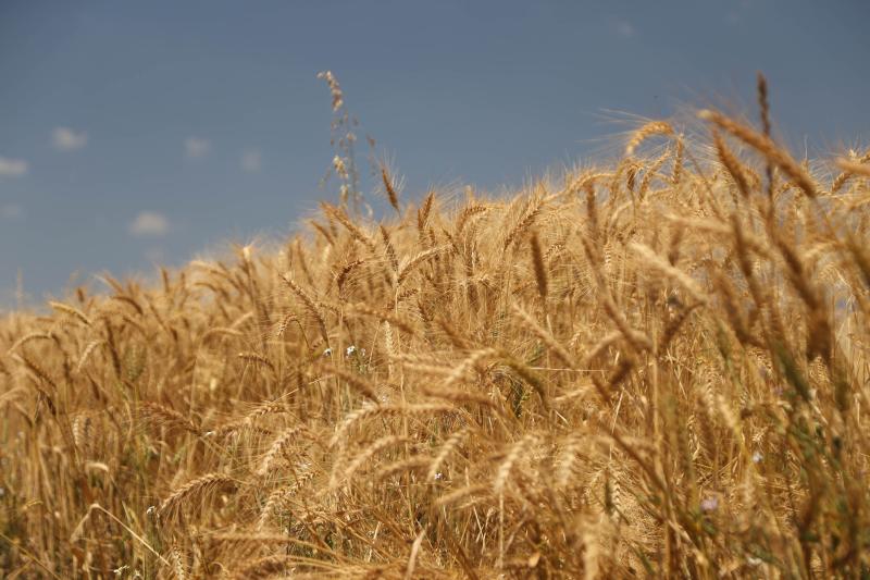 Perdas financeiras na agricultura paranaenses somam R$ 2,5 bilhões