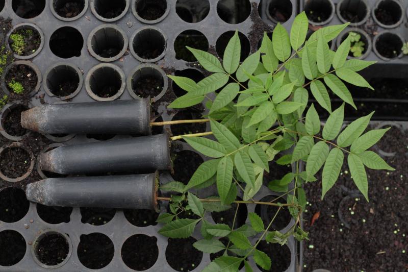 Aplicativo para solicitar mudas de plantas produzidas pelo IAT chega Ã  App Store 