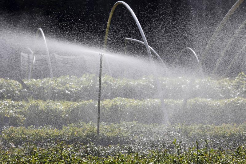Com distribuiÃ§Ã£o recorde, ParanÃ¡ vai alcanÃ§ar 10 milhÃµes de mudas plantadas em 2024