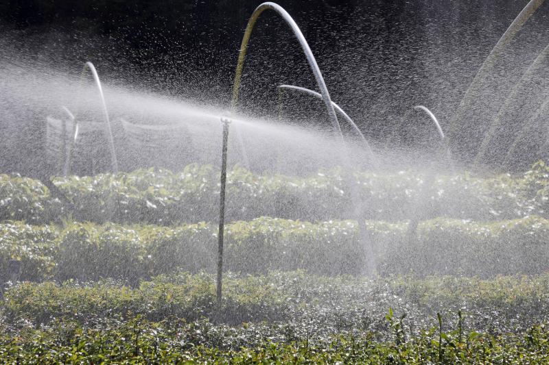 Com distribuição recorde, Paraná vai alcançar 10 milhões de mudas plantadas em 2024