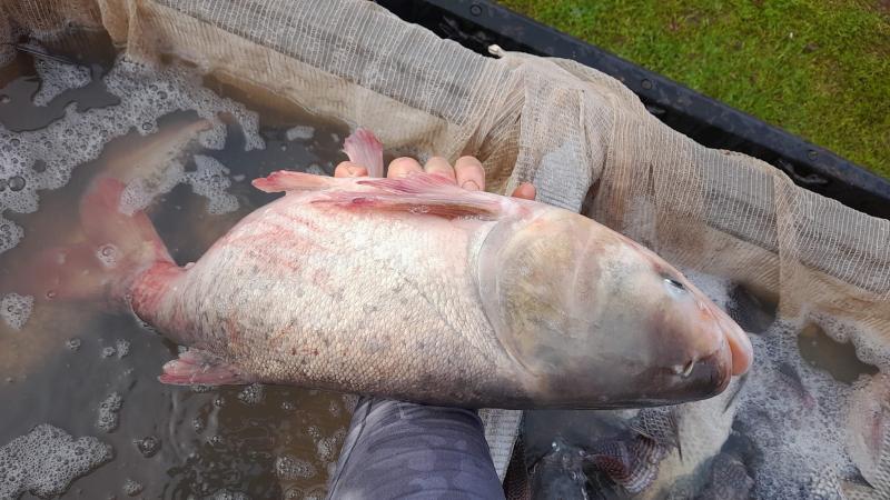 LS: Tudo Preparado para a 1Âª EdiÃ§Ã£o da Feira do Peixe Vivo, promovida pela Peixe Lar