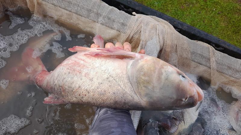 LS: Tudo Preparado para a 1ª Edição da Feira do Peixe Vivo, promovida pela Peixe Lar