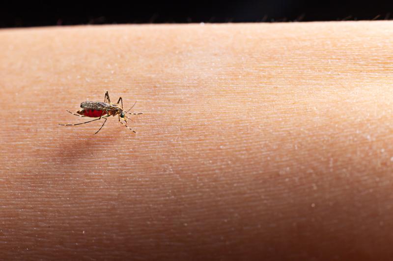 Dengue em Alta: Laranjeiras do Sul Intensifica Alerta em Meio a NÃºmeros Preocupantes