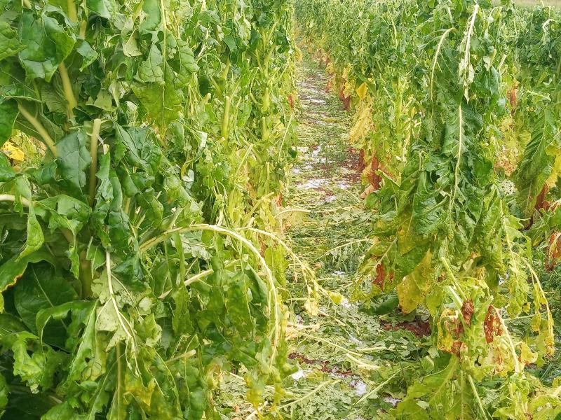 Chuva de Granizo danifica lavoura de Tabaco em Laranjeiras do Sul