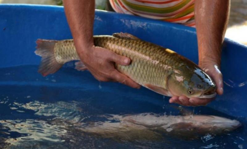 Peixe Lar realiza Feira do Peixe Vivo nesta terÃ§a (13)