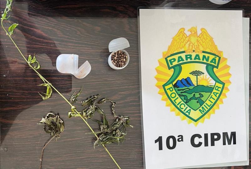 Virmond: Homem Ã© preso com semente e plantas de maconha