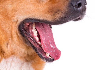 N. Laranjeiras: Trabalhador Ã© atacado por cÃ£o em via pÃºblica
