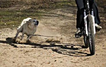 Cachorros atacam ciclista em via pÃºblica