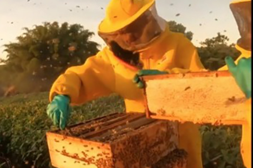Com apoio do IDR-PR, abelhas produzem mel e aumentam produÃ§Ã£o de grÃ£os 