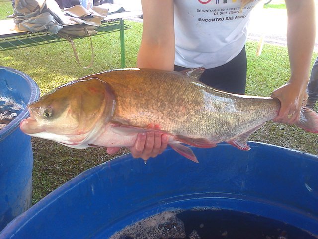 Feira do Peixe Vivo Acontece Neste SÃ¡bado no Lago Municipal de Laranjeiras do Sul
