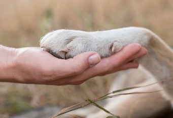 LS: PM Ã© acionada para atender ocorrÃªncia de maus tratos de animais