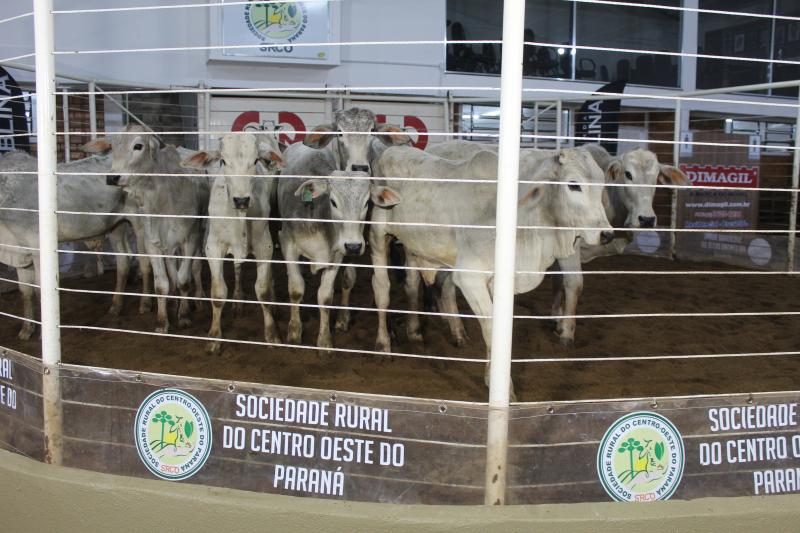 LeilÃ£o de Gado de Corte da Sociedade Rural de Laranjeiras acontece nesta quarta-feira, 16/10
