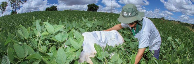 MIP: produtores que utilizam boas prÃ¡ticas tÃªm economia nos custos