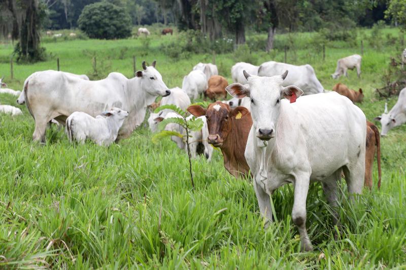Com aÃ§Ãµes localizadas, Adapar trabalha para monitorar e mitigar casos de raiva no ParanÃ¡