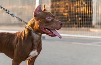 LS: Pitbull escapa de residÃªncia e ataca cÃ£o que passeava na rua com seu dono