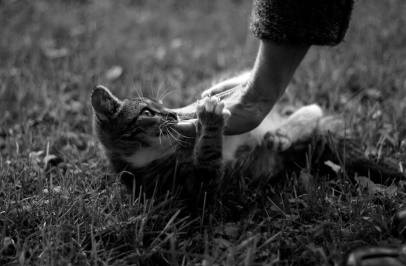 LS: Gato Ã© morto com tiro de espingarda de pressÃ£o